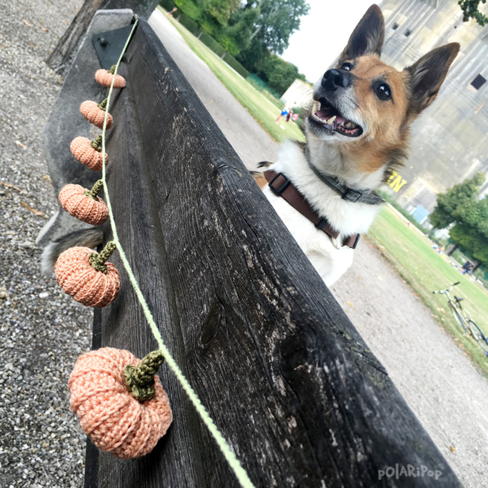 01_POLARIPOP-Kürbiskette-Hund